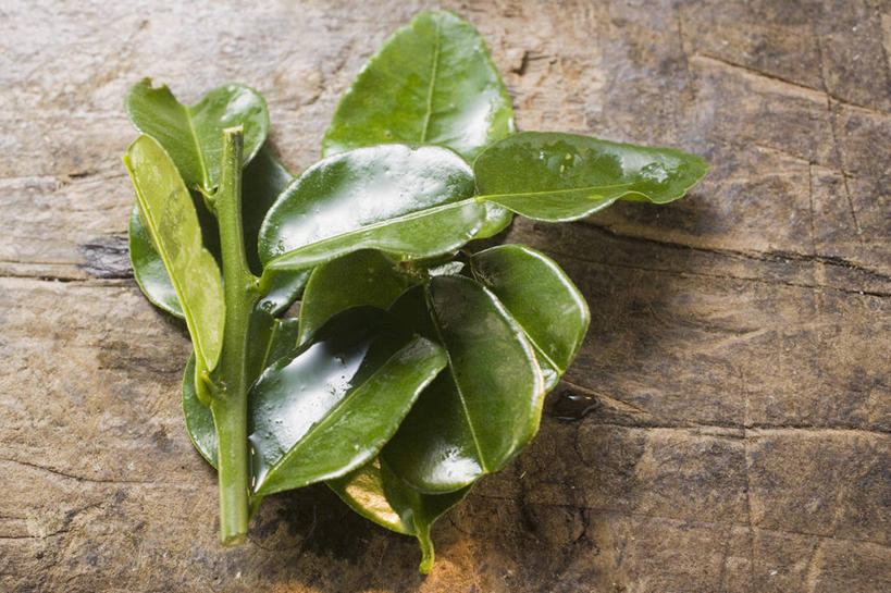 无人,横图,俯视,室内,特写,白天,植物,餐桌,桌子,叶子,一堆,阴影,堆叠,堆积,反射,纹理,影子,绿叶,绿色,嫩叶,餐台,堆,柠檬叶,肌理,叶,叶片,叶脉,彩图,高角度拍摄,黎檬,洋柠檬