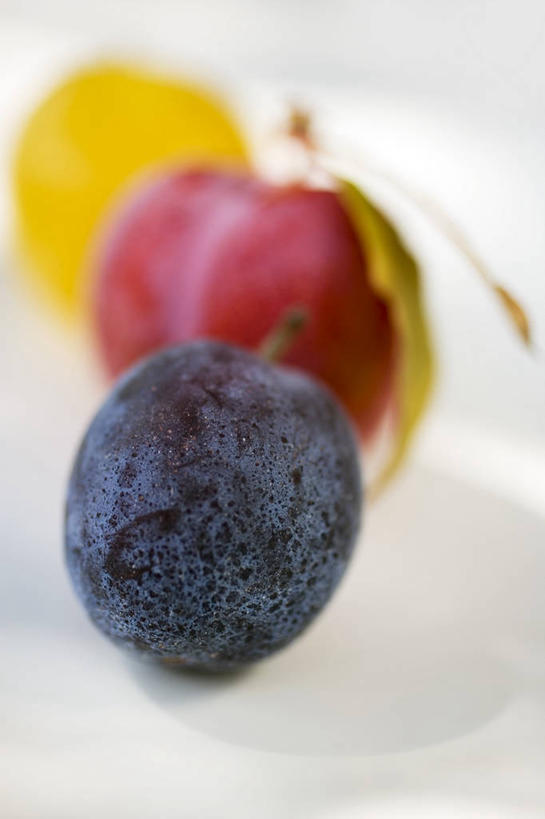 无人,竖图,俯视,室内,特写,白天,白色背景,餐桌,桌子,李子,水果,叶子,阴影,朦胧,模糊,新鲜,反射,影子,生食,食品,果实,绿叶,三颗,食物,黄色,红色,黑色,嫩叶,摄影,有机食品,绿色食品,影棚,餐台,红李,鸡血李,杏李,布拉斯李,黄香李,叶,叶片,彩图,高角度拍摄,影棚拍摄,拍摄