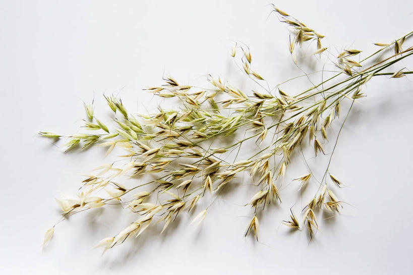 无人,横图,俯视,室内,特写,白天,白色背景,餐桌,桌子,许多,阴影,反射,影子,燕麦,摄影,影棚,餐台,玉麦,铃铛麦,裸燕麦,雀麦,野麦,莜麦,彩图,高角度拍摄,影棚拍摄,拍摄