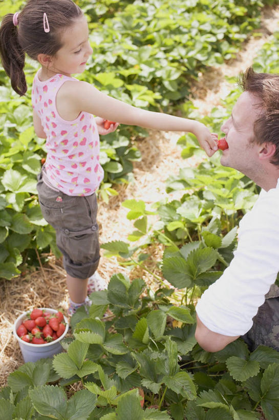西方人,儿童,中年人,两个人,家庭,父亲,女儿,农田,站,蹲,吃,竖图,俯视,室外,白天,纯洁,庄稼,农作物,草莓,浆果,水果,欧洲,欧洲人,一堆,许多,握,阴影,堆叠,堆积,服装,丰富,丰收,新鲜,装饰,光线,头饰,影子,生食,食品,果实,丰盛,注视,休闲装,食物,小孩,衣服,红色,阳光,发夹,发饰,夹子,饰品,观察,看,站着,休闲,温暖,温馨,父女,一家人,休闲服,父爱,可爱,童年,童趣,喂,握着,服饰,有机食品,绿色食品,观看,堆,华丽,修饰,点缀,和睦,察看,关注,童真,烂漫,无邪,配饰,衬托,美观,雅致,雅观,丰登,丰硕,天真,男人,男性,女孩,中年男性,白种人,孩子,洋莓,水果皇后,红莓,地莓,蹲着,嚼,食,站立,半身,彩图,高角度拍摄,耕地,庄稼田,融洽,女生