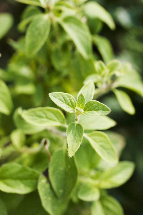 无人,竖图,俯视,室外,特写,白天,叶子,阴影,朦胧,模糊,光线,影子,调味,香料,佐料,绿叶,阳光,嫩叶,牛至,配料,滇香蕾,土香薷,作料,荆芥,香薷,奥勒冈草,白花土荆芥,白花茵陈,川香薷,俄力冈叶,减脂叶,满山香,蘑菇草,披萨草,银薄荷,止痢草,叶,叶片,彩图,高角度拍摄