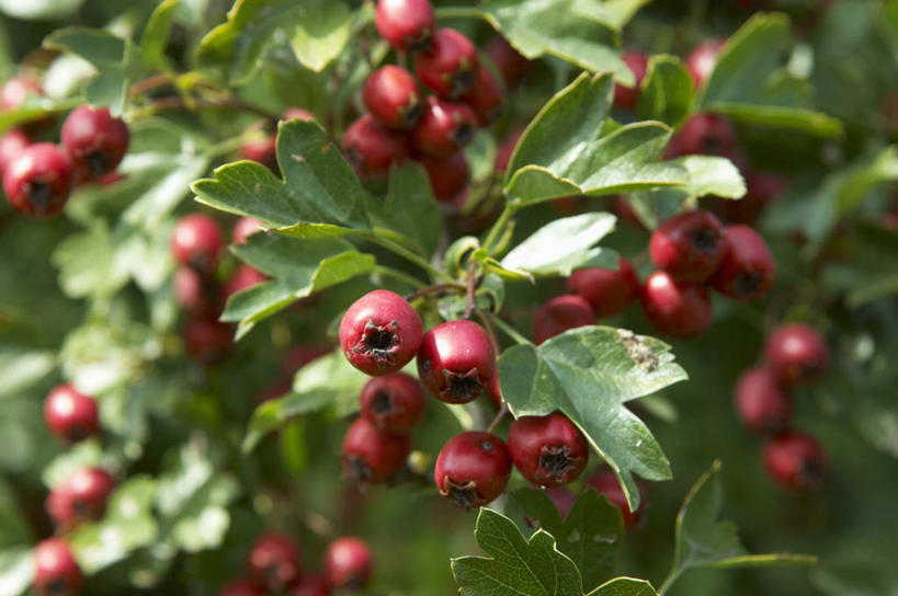无人,横图,室外,特写,白天,正面,美景,植物,水果,许多,阴影,朦胧,模糊,新鲜,光线,影子,景观,生食,食品,果实,枝条,树,树木,树枝,食物,红色,阳光,自然,山楂,景色,有机食品,绿色食品,自然风光,虬枝,枝杈,红果,彩图