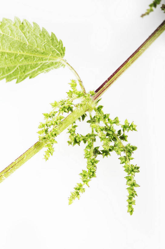 无人,竖图,室内,特写,白天,白色背景,正面,植物,叶子,阴影,反射,影子,绿叶,草药,药草,中药,嫩叶,摄影,影棚,药材,中草药,中药材,本草,刺荨麻,叶,叶片,彩图,影棚拍摄,拍摄