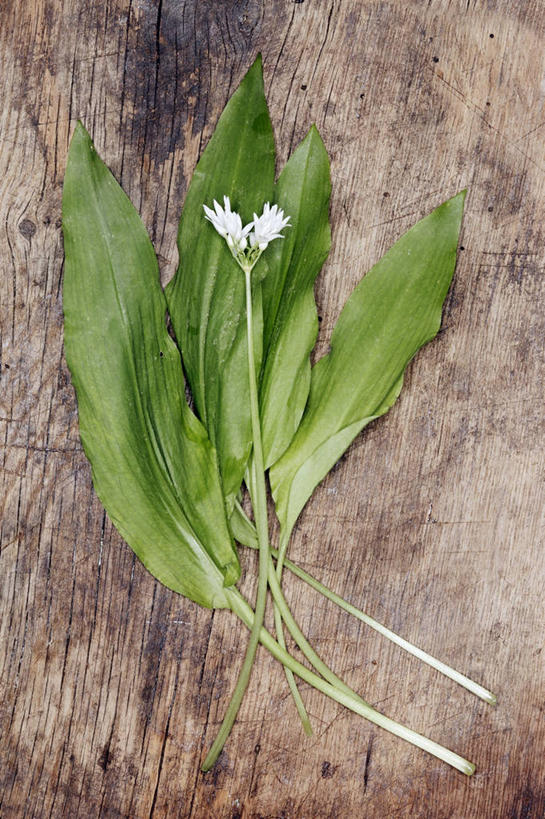 无人,竖图,俯视,室内,特写,白天,植物,桌面,桌子,叶子,阴影,盛开,反射,木制,纹理,影子,绿叶,花蕾,花,花瓣,花朵,鲜花,绿色,木制品,花苞,花蕊,嫩叶,肌理,菜芝,山蒜,小根菜,小根蒜,薤白,野葱,野蒜,野小蒜,叶,叶片,叶脉,彩图,高角度拍摄