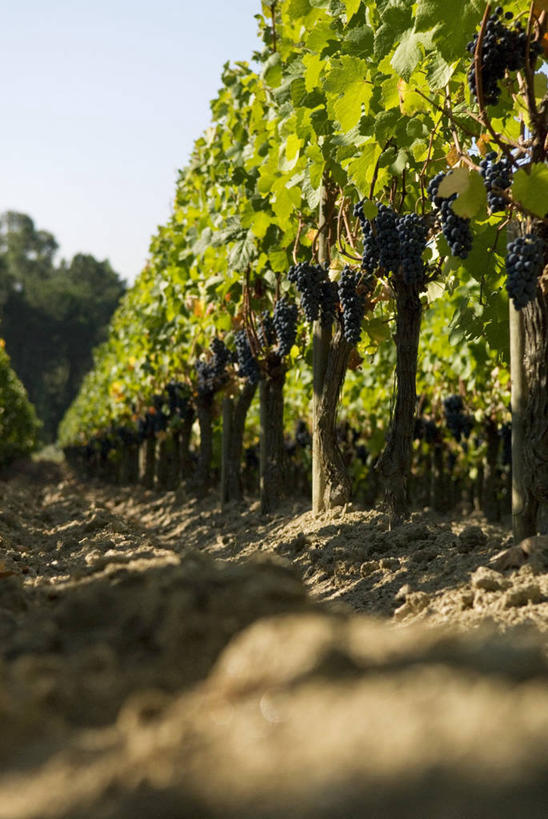 无人,果园,竖图,室外,白天,仰视,美景,田园,葡萄牙,欧洲,一排,阴影,整齐,并列,并排,光线,影子,景观,葡萄园,架子,排列,蓝色,蓝天,天空,阳光,自然,庄园,天,景色,晴朗,支撑,固定,队列,南欧,自然风光,平行,葡萄架,万里无云,葡萄牙共和国,维塞乌,晴空,晴空万里,彩图,低角度拍摄