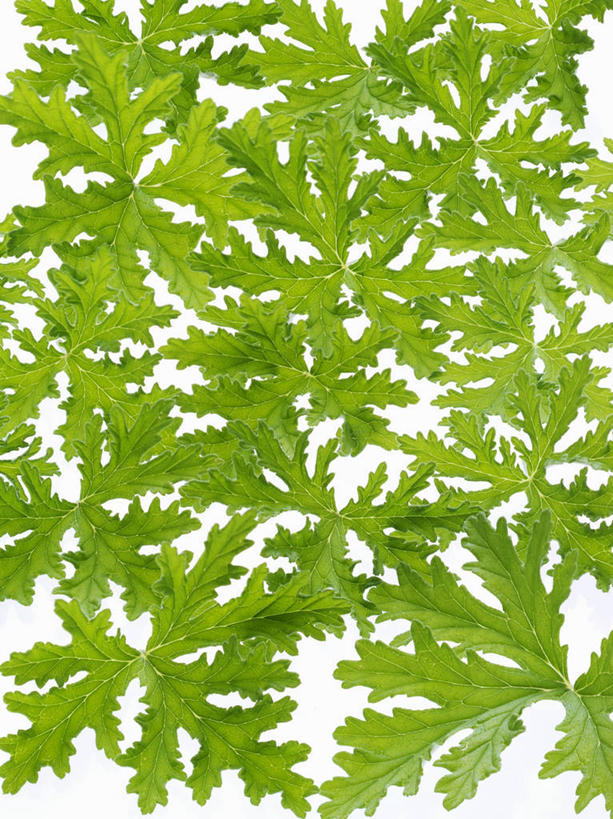 无人,竖图,俯视,室内,特写,白天,白色背景,植物,桌面,桌子,叶子,阴影,反射,木制,纹理,影子,绿叶,绿色,木制品,嫩叶,摄影,影棚,洋绣球,天竺葵,肌理,驱蚊草,日烂红,入腊红,石腊红,洋葵,叶,叶片,叶脉,彩图,高角度拍摄,影棚拍摄,拍摄