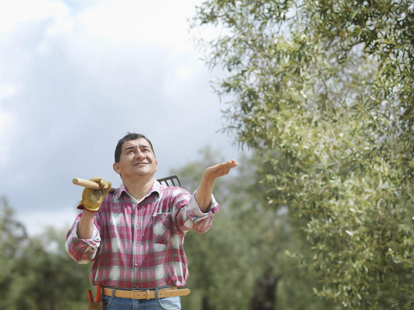 西方人,一个人,农民,果园,站,举,笑,微笑,露齿笑,横图,室外,白天,正面,田园,植物,欧洲,欧洲人,仅一个男性,仅一个人,仅一个中年男性,握,阴影,服装,光线,影子,耕田,云,云朵,果树,拿,云彩,拿着,注视,休闲装,树,树木,骑,衣服,红色,蓝色,绿色,白云,蓝天,天空,阳光,自然,天,观察,看,扛,托,站着,休闲,休闲服,握着,服饰,生长,晴朗,成长,观看,钉耙,察看,关注,种田,农具,田庄,耕具,橄榄树,齐墩果,油橄榄,园子,扛在肩上,骑在肩上,男人,男性,中年男性,白种人,晴空,佃农,农场主,农夫,农工,乡下人,小农,庄稼人,举起,举手,举着,抬头,向上举,向上伸,向上托,仰头,站立,半身,彩图