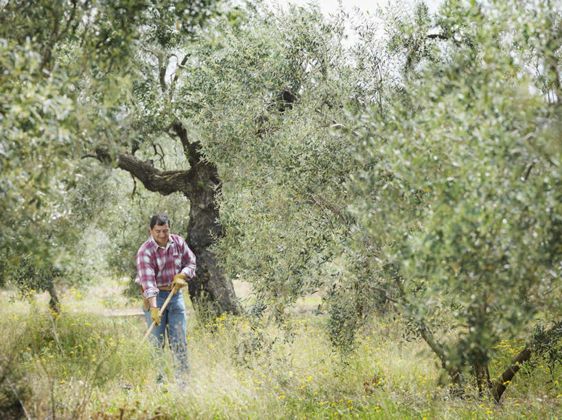西方人,一个人,农民,果园,站,笑,微笑,露齿笑,横图,室外,白天,正面,田园,植物,欧洲,欧洲人,仅一个男性,仅一个人,仅一个中年男性,握,阴影,服装,光线,影子,耕田,云,云朵,果树,拿,云彩,拿着,注视,休闲装,树,树木,衣服,红色,蓝色,绿色,白云,蓝天,天空,阳光,自然,天,低头,观察,看,站着,休闲,休闲服,握着,服饰,生长,晴朗,成长,观看,钉耙,察看,关注,种田,农具,田庄,耕具,橄榄树,齐墩果,油橄榄,园子,男人,男性,中年男性,白种人,晴空,佃农,农场主,农夫,农工,乡下人,小农,庄稼人,站立,彩图,全身