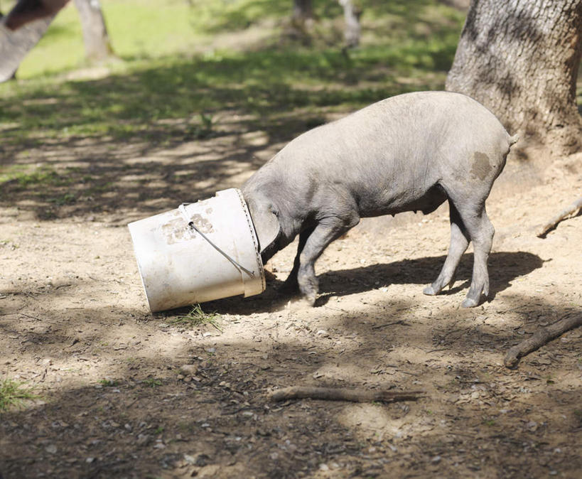 无人,站,横图,室外,白天,侧面,草地,草坪,美景,植物,猪,西班牙,欧洲,一头,阴影,朦胧,模糊,光线,影子,景观,土地,安达卢西亚,草,树,树木,绿色,阳光,自然,动物,站着,家畜,景色,牲畜,生长,成长,钻,南欧,自然风光,安达鲁西亚,西班牙王国,安达卢西亚自治区,韦尔瓦省,站立,彩图,全身