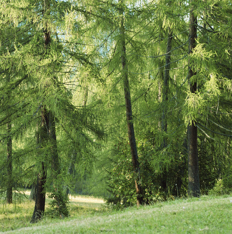 无人,竖图,室外,白天,正面,旅游,度假,草地,草坪,美景,树林,植物,意大利,欧洲,阿尔卑斯山,阴影,光线,影子,景观,娱乐,草,树,树木,绿色,阳光,自然,享受,休闲,景色,放松,生长,成长,南欧,自然风光,阿尔卑斯山脉,意大利共和国,威内托,威内托大区,多洛米蒂山脉,贝卢诺,贝卢诺省,彩图,波尔萨诺,博尔扎诺,特伦托自治省