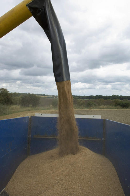 无人,农田,竖图,室外,白天,正面,庄稼,农作物,收割,小麦,一堆,堆叠,堆积,粉末,工具,云,云朵,谷物,麦田,云彩,蓝色,白云,蓝天,天空,天,粉,麦子,晴朗,堆,收割机,农具,粉状,粉剂,脱粒,晴空,彩图,耕地,庄稼田