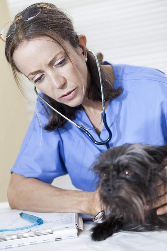 西方人,一个人,医生,兽医,坐,摸,竖图,室内,白天,正面,工作服,制服,桌面,桌子,宠物,狗,欧洲,欧洲人,仅一个女性,仅一个人,抚摸,检查,笔,办公桌,墙,办公用品,注视,墙壁,墙面,文具,一只,蓝色,动物,听诊器,学习用品,观察,看,仅一个中年女性,医护人员,医疗人员,可爱,观看,文具用品,察看,医疗设备,关注,医疗器械,记录板,医疗工具,记事板,忠诚,工作制服,检测工具,女人,女性,中年女性,白种人,卷发,大夫,兽医师,犬,触摸,接触,坐着,半身,彩图,工作套服