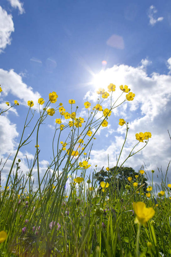 无人,竖图,室外,白天,仰视,旅游,度假,草地,草坪,美景,太阳,植物,英国,欧洲,阴影,盛开,光线,影子,景观,云,云朵,花蕾,云彩,娱乐,英格兰,草,花,花瓣,花朵,鲜花,蓝色,绿色,白云,蓝天,天空,阳光,自然,天,花苞,花蕊,享受,休闲,景色,放松,晴朗,西欧,自然风光,大不列颠,大不列颠及北爱尔兰联合王国,大不列颠联合王国,日不落英帝国,英吉利,萨默塞特郡,萨默塞特,晴空,彩图,低角度拍摄