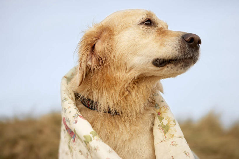 无人,站,横图,室外,白天,正面,旅游,度假,美景,植物,宠物,狗,纺织品,英国,欧洲,一条,阴影,枯萎,装饰,光线,毛毯,毯子,影子,景观,枯草,扭头,注视,娱乐,金毛犬,英格兰,草,纺织,一只,黄色,蓝色,蓝天,天空,阳光,自然,动物,垫子,天,观察,看,站着,转头,享受,休闲,温暖,景色,放松,可爱,金毛,晴朗,观看,华丽,修饰,点缀,察看,金毛猎犬,西欧,关注,自然风光,寻回犬,大不列颠,金毛寻回犬,忠诚,大不列颠及北爱尔兰联合王国,万里无云,衬托,美观,雅致,雅观,大不列颠联合王国,日不落英帝国,金毛狗,金毛寻回狗,寻回狗,英吉利,萨福克,萨福克郡,晴空,晴空万里,犬,站立,半身,彩图