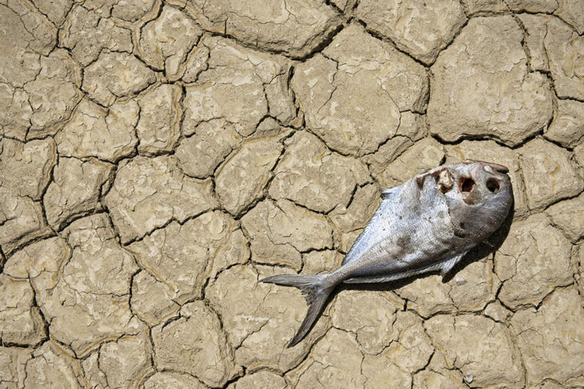 无人,交叉,横图,俯视,室外,特写,白天,湖,湖泊,一条,阴影,环保,干燥,光线,纹路,鱼,纹理,影子,自然灾害,鱼类,阳光,能源,死亡,回收,资源,干旱,灾难,利用,低碳,循环,肌理,相交,交集,殒命,灭亡,持续,劫难,磨难,灾祸,彩图,高角度拍摄,全身,灾害