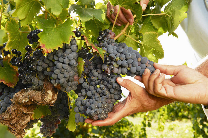 西方人,手,两个人,家庭,父亲,儿子,果园,摸,横图,室外,特写,白天,正面,草地,草坪,田园,植物,葡萄,水果,欧洲,欧洲人,双手,抚摸,阴影,检查,新鲜,光线,影子,生食,食品,果实,葡萄园,架子,草,食物,绿色,阳光,庄园,温暖,温馨,父子,一家人,手部,父爱,有机食品,绿色食品,支撑,固定,和睦,葡萄架,老年男性,男人,男性,中年男性,白种人,山葫芦,蒲桃,草龙珠,触摸,接触,半身,彩图,融洽