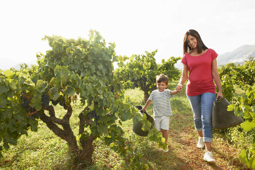 西方人,儿童,中年人,两个人,家庭,母亲,儿子,果园,走,握手,笑,微笑,横图,室外,白天,正面,衬衫,纯洁,草地,草坪,山,田园,植物,葡萄,水果,欧洲,欧洲人,阴影,服装,裤子,新鲜,光线,影子,山峰,生食,食品,果实,山峦,注视,牛仔裤,休闲装,葡萄园,架子,草,食物,小孩,衣服,红色,绿色,阳光,庄园,观察,看,休闲,温暖,温馨,母子,一家人,休闲服,可爱,母爱,童年,童趣,服饰,有机食品,绿色食品,观看,支撑,固定,和睦,察看,关注,葡萄架,童真,烂漫,无邪,天真,男孩,女人,女性,中年女性,白种人,孩子,山葫芦,蒲桃,草龙珠,步行,搀手,拉手,散步,手搀手,手拉手,手牵手,手握手,走路,彩图,全身,衬衣,融洽,男生