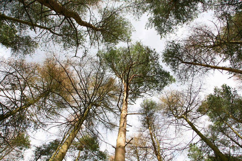 无人,横图,室外,白天,仰视,旅游,度假,美景,树林,植物,希腊,欧洲,阴影,光线,影子,景观,娱乐,树,树木,绿色,天空,阳光,自然,天,享受,休闲,景色,放松,茂盛,生长,成长,繁茂,自然风光,希腊共和国,兴旺,昌盛,昌隆,畅旺,发达,蕃芜,繁盛,富强,隆盛,蓬勃,旺盛,兴隆,兴盛,郁勃,彩图,低角度拍摄