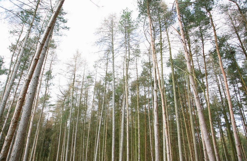 无人,横图,室外,白天,仰视,旅游,度假,美景,树林,植物,希腊,欧洲,阴影,光线,影子,景观,娱乐,树,树木,绿色,天空,阳光,自然,天,享受,休闲,景色,放松,茂盛,生长,成长,繁茂,自然风光,希腊共和国,兴旺,昌盛,昌隆,畅旺,发达,蕃芜,繁盛,富强,隆盛,蓬勃,旺盛,兴隆,兴盛,郁勃,彩图,低角度拍摄