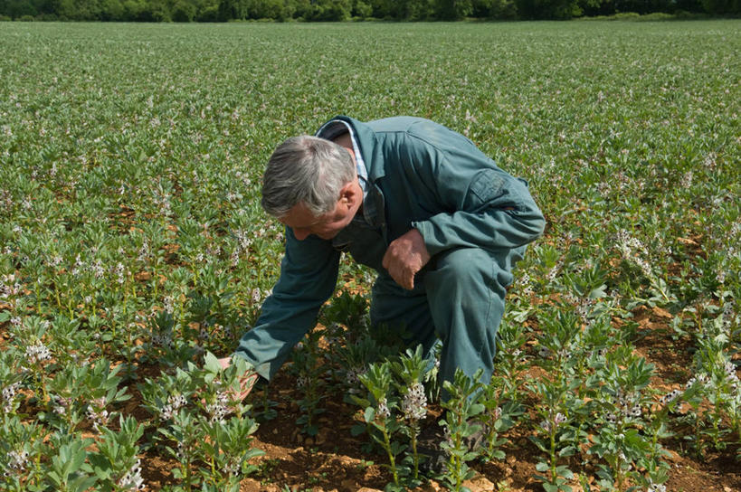 西方人,一个人,农民,农田,蹲,横图,室外,白天,正面,工作服,制服,庄稼,农作物,欧洲,欧洲人,仅一个男性,仅一个人,握,阴影,检查,光线,影子,注视,阳光,低头,观察,看,仅一个老年男性,搭,握着,观看,察看,搭着,关注,农人,工作制服,老年男性,男人,男性,白种人,农夫,蹲着,彩图,全身,工作套服,耕地,庄稼田
