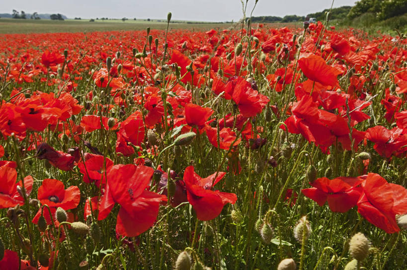 无人,横图,室外,白天,正面,草地,草坪,植物,英国,欧洲,阴影,光线,影子,英格兰,草,蓝色,绿色,蓝天,天空,阳光,天,晴朗,西欧,大不列颠,多塞特郡,大不列颠及北爱尔兰联合王国,万里无云,英吉利,多塞特,晴空,晴空万里,彩图,行政区,西南英格兰,大不列颠王国,大英帝国,联合王国,日不落帝国