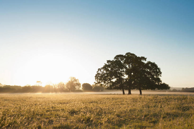 无人,横图,室外,白天,正面,旅游,度假,美景,植物,英国,欧洲,阴影,枯萎,光线,影子,景观,枯草,娱乐,英格兰,草,树,树木,黄色,蓝色,绿色,蓝天,天空,阳光,自然,天,享受,休闲,景色,放松,生长,晴朗,成长,西欧,自然风光,大不列颠,大不列颠及北爱尔兰联合王国,万里无云,英吉利,诺坦普顿,晴空,晴空万里,彩图,大不列颠王国,大英帝国,联合王国,日不落帝国