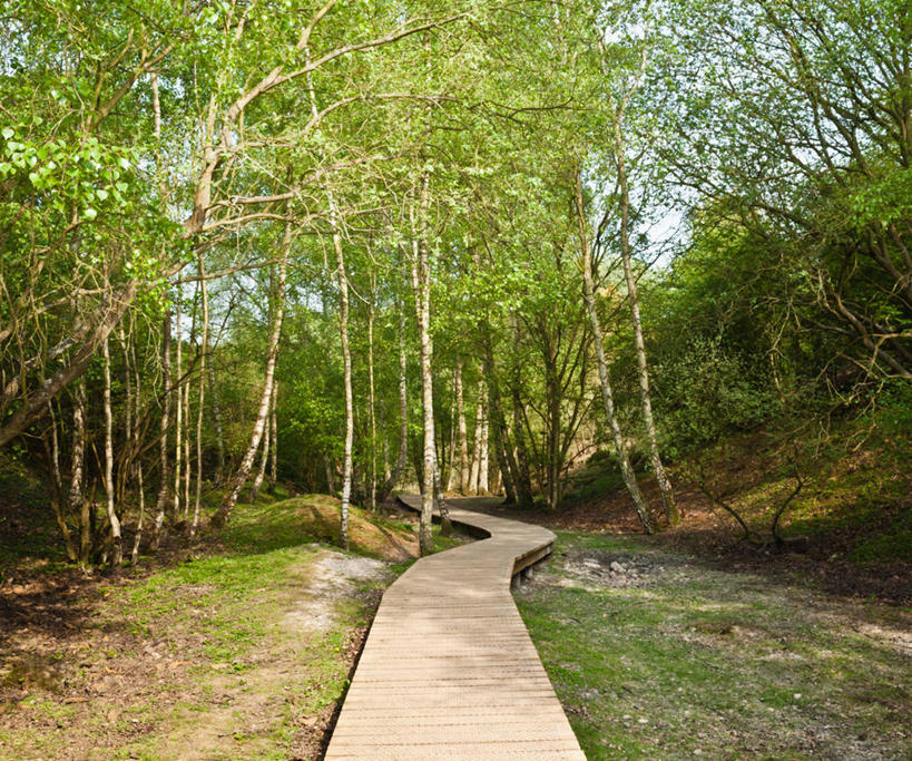 无人,横图,室外,白天,正面,旅游,度假,草地,草坪,美景,树林,植物,道路,路,英国,欧洲,阴影,光线,影子,景观,小路,交通,娱乐,英格兰,草,树,树木,绿色,天空,阳光,自然,天,享受,休闲,景色,放松,生长,成长,西欧,自然风光,大不列颠,大不列颠及北爱尔兰联合王国,英吉利,诺坦普顿,彩图,大不列颠王国,大英帝国,联合王国,日不落帝国