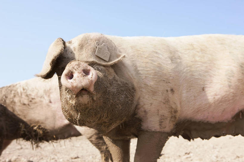 无人,农场,站,横图,室外,白天,侧面,畜牧业,牧场,美景,猪,英国,欧洲,阴影,光线,影子,景观,泥土,土壤,扭头,注视,英格兰,蓝色,蓝天,天空,阳光,自然,动物,天,观察,看,站着,转头,两只,家畜,景色,牲畜,晴朗,观看,察看,西欧,关注,自然风光,大不列颠,多塞特郡,畜牧,大不列颠及北爱尔兰联合王国,万里无云,牧业,英吉利,多塞特,晴空,晴空万里,站立,半身,彩图,行政区,西南英格兰,大不列颠王国,大英帝国,联合王国,日不落帝国