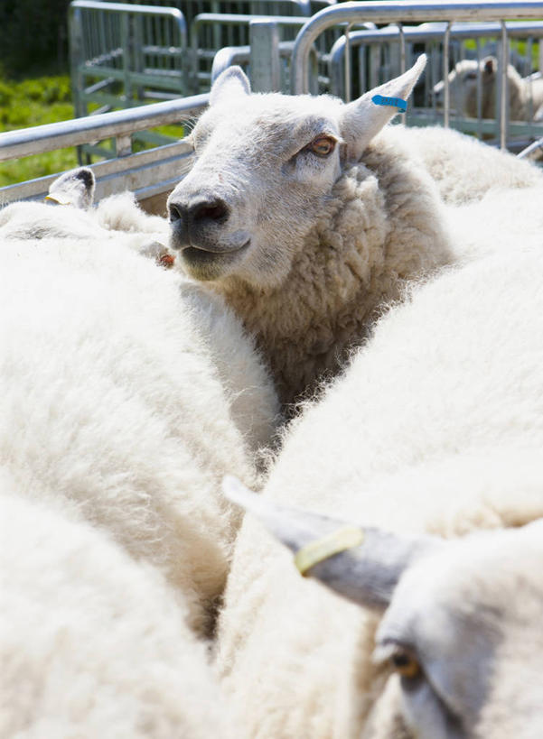 无人,农场,栏杆,站,竖图,室外,白天,正面,畜牧业,牧场,美景,羊,英国,欧洲,许多,阴影,光线,影子,栅栏,景观,篱笆,围栏,很多,注视,护栏,英格兰,阳光,自然,动物,观察,看,站着,家畜,景色,牲畜,观看,察看,西欧,关注,自然风光,大不列颠,多塞特郡,畜牧,大不列颠及北爱尔兰联合王国,牧业,英吉利,多塞特,绵羊,站立,半身,彩图,行政区,西南英格兰,大不列颠王国,大英帝国,联合王国,日不落帝国