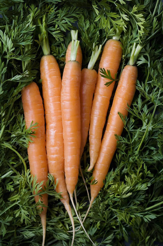 无人,竖图,俯视,室内,特写,白天,萝卜,胡萝卜,蔬菜,叶子,一堆,许多,阴影,堆叠,堆积,新鲜,反射,影子,食品,绿叶,食物,嫩叶,有机食品,绿色食品,堆,黄萝卜,番萝卜,叶,叶片,红萝卜,甘荀,彩图,高角度拍摄,丁香萝卜,胡芦菔金,金笋