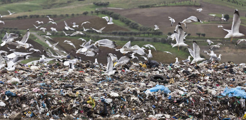 无人,横图,室外,白天,正面,草地,草坪,植物,鸟,意大利,欧洲,一堆,许多,飞翔,伸展,张开,展翅,阴影,堆叠,堆积,飞行,光线,翅膀,鸟类,影子,垃圾,很多,翱翔,注视,飞,草,树,树木,绿色,阳光,自然,观察,看,肮脏,生长,成长,观看,堆,察看,关注,南欧,张开翅膀,邋遢,意大利共和国,首府,波伦亚,博洛尼亚,柱廊之城,龌龊,污秽,渣滓,展开翅膀,艾米利亚.罗马涅,艾米利亚.罗马涅大区,半身,彩图