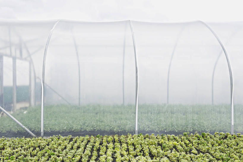 无人,横图,室外,白天,正面,农作物,植物,一排,许多,朦胧,模糊,整齐,并列,并排,盆栽,盆景,很多,温室,排列,绿色,自然,嫩芽,设施,生长,成长,暖房,防寒,队列,加温,透光,平行,保温,新苗,彩图