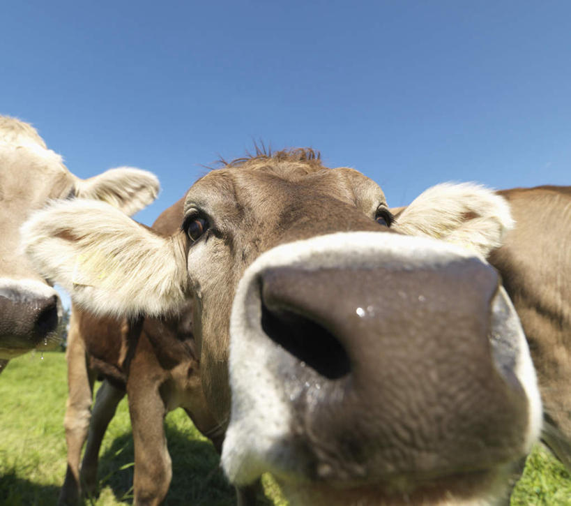 头,无人,农场,站,横图,室外,特写,白天,正面,旅游,度假,畜牧业,牧场,草地,草原,美景,植物,牛,德国,欧洲,三只,阴影,光线,影子,景观,旷野,注视,娱乐,草,蓝色,绿色,蓝天,天空,阳光,自然,动物,天,观察,看,站着,享受,休闲,家畜,景色,放松,牲畜,晴朗,观看,察看,西欧,关注,自然风光,原野,畜牧,万里无云,德意志联邦共和国,牧业,巴伐利亚,巴伐利亚州,拜恩州,拜恩自由州,头部,晴空,晴空万里,站立,半身,彩图