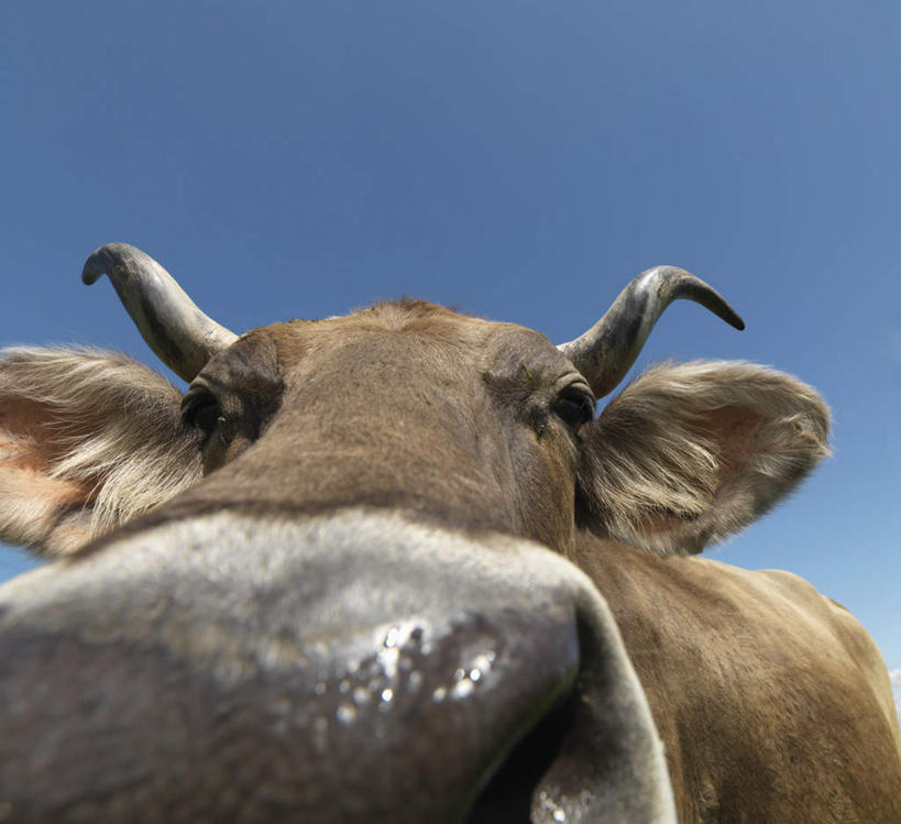 头,无人,站,横图,室外,特写,白天,仰视,旅游,度假,美景,牛,德国,欧洲,阴影,光线,影子,景观,注视,娱乐,一只,蓝色,蓝天,天空,阳光,自然,动物,天,低头,观察,看,站着,享受,休闲,家畜,景色,放松,牲畜,晴朗,观看,察看,西欧,关注,自然风光,万里无云,德意志联邦共和国,巴伐利亚,巴伐利亚州,拜恩州,拜恩自由州,头部,晴空,晴空万里,站立,半身,彩图,低角度拍摄