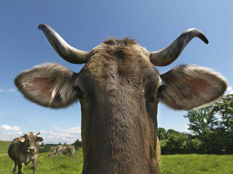 无人,农场,走,横图,室外,特写,白天,仰视,旅游,度假,畜牧业,牧场,草地,草原,美景,植物,牛,德国,欧洲,三只,一排,阴影,整齐,光线,铃铛,影子,景观,旷野,云,云朵,云彩,注视,娱乐,草,排列,蓝色,绿色,白云,蓝天,天空,阳光,自然,动物,天,观察,看,享受,休闲,家畜,景色,放松,牲畜,晴朗,观看,察看,西欧,队列,关注,自然风光,原野,畜牧,德意志联邦共和国,牧业,巴伐利亚,巴伐利亚州,拜恩州,拜恩自由州,晴空,步行,散步,走路,半身,彩图,低角度拍摄