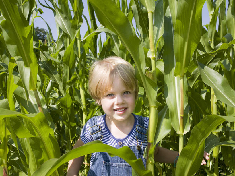西方人,儿童,一个人,农田,站,笑,微笑,露齿笑,横图,俯视,室外,白天,纯洁,庄稼,农作物,欧洲,欧洲人,仅一个男性,仅一个人,握,阴影,服装,裤子,光线,影子,注视,休闲装,小孩,衣服,阳光,观察,看,站着,仅一个小孩,休闲,休闲服,背带裤,可爱,童年,童趣,握着,服饰,观看,察看,关注,童真,烂漫,无邪,饭单裤,工装裤,天真,男孩,男人,男性,白种人,孩子,玉米田,站立,半身,彩图,高角度拍摄,耕地,庄稼田,男生