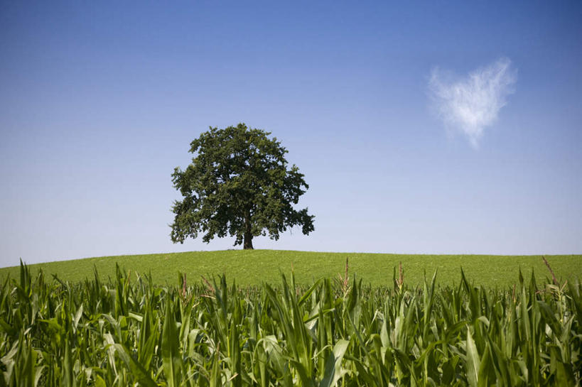 无人,横图,室外,白天,正面,爱情,旅游,度假,草地,草坪,美景,植物,德国,欧洲,阴影,爱心,光线,影子,景观,浪漫,娱乐,草,树,树木,蓝色,绿色,蓝天,天空,阳光,自然,天,享受,休闲,温暖,温馨,心形,景色,恩爱,放松,生长,晴朗,成长,和睦,西欧,自然风光,万里无云,德意志联邦共和国,心型,晴空,晴空万里,彩图,融洽