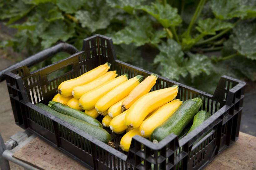 无人,横图,俯视,室外,特写,白天,旅游,度假,美景,黄瓜,蔬菜,叶子,德国,欧洲,一堆,许多,堆叠,堆积,朦胧,模糊,新鲜,篮子,景观,食品,绿叶,西葫芦,娱乐,购物篮,慕尼黑,食物,自然,享受,休闲,嫩叶,白瓜,景色,放松,有机食品,绿色食品,堆,便利,西欧,存放,自然风光,载具,德意志联邦共和国,首府,快捷,茭瓜,方便,巴伐利亚,巴伐利亚州,拜恩州,拜恩自由州,寄存,寄放,暂存,购物提篮,叶,叶片,购物筐,青瓜,胡瓜,彩图,高角度拍摄