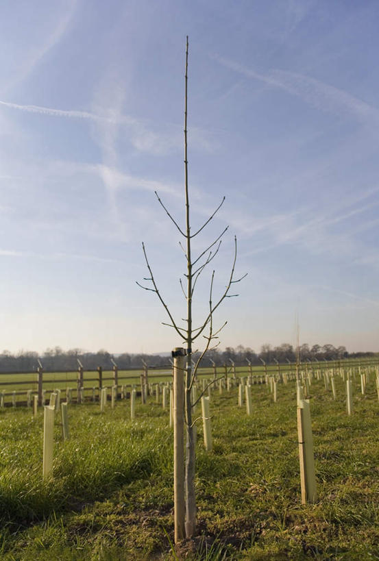 无人,果园,竖图,室外,白天,正面,旅游,度假,草地,草坪,美景,田园,植物,许多,阴影,光线,影子,景观,云,云朵,果树,云彩,娱乐,草,树,树木,排列,蓝色,绿色,白云,蓝天,天空,阳光,自然,天,享受,休闲,景色,放松,生长,晴朗,成长,队列,自然风光,田庄,园子,晴空,彩图
