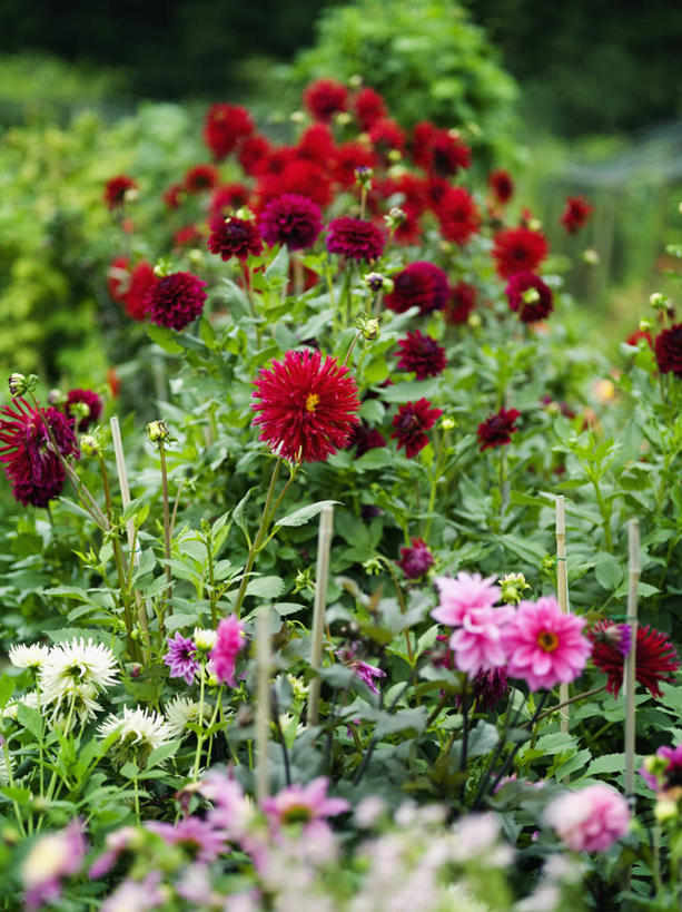 无人,竖图,室外,特写,白天,正面,花海,花圃,美景,植物,叶子,法国,欧洲,朦胧,模糊,盛开,景观,大丽花,花蕾,花,花瓣,花朵,花卉,鲜花,绿色,自然,花丛,花束,花田,花苞,花蕊,菊花,景色,大理花,自然风光,大丽菊,法兰西共和国,法兰西第五共和国,富丽,大方,彩图