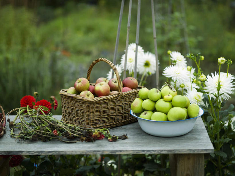 无人,交叉,横图,室外,特写,白天,正面,竹子,苹果,水果,椅子,金属制品,一堆,许多,堆叠,堆积,竹制,朦胧,模糊,新鲜,盛开,编织,金属,篮子,生食,食品,果实,很多,花蕾,花,花瓣,花朵,鲜花,食物,容器,竹篮,碗,花苞,花蕊,青苹果,有机食品,绿色食品,储藏,竹条,堆,交织,竹制品,储存,穿插,彩图,贮存