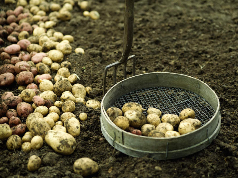 无人,横图,俯视,室外,特写,白天,蔬菜,土豆,金属制品,许多,新鲜,金属,工具,滤器,勺子,泥土,土壤,食品,很多,食物,有机食品,绿色食品,耙子,漏勺,农具,耕具,芋艿,洋芋,山药蛋,马铃薯,彩图,高角度拍摄