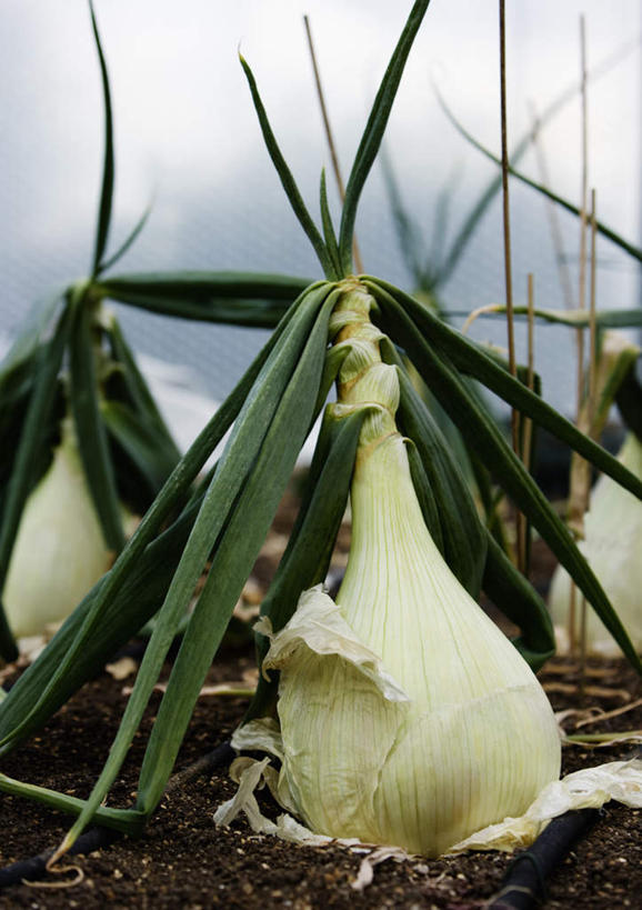 无人,竖图,室外,特写,白天,正面,蔬菜,洋葱,新鲜,泥土,土壤,云,云朵,食品,云彩,食物,蓝色,白云,蓝天,天空,天,有机食品,绿色食品,晴朗,玉葱,晴空,圆葱,洋葱头,球葱,葱头,彩图