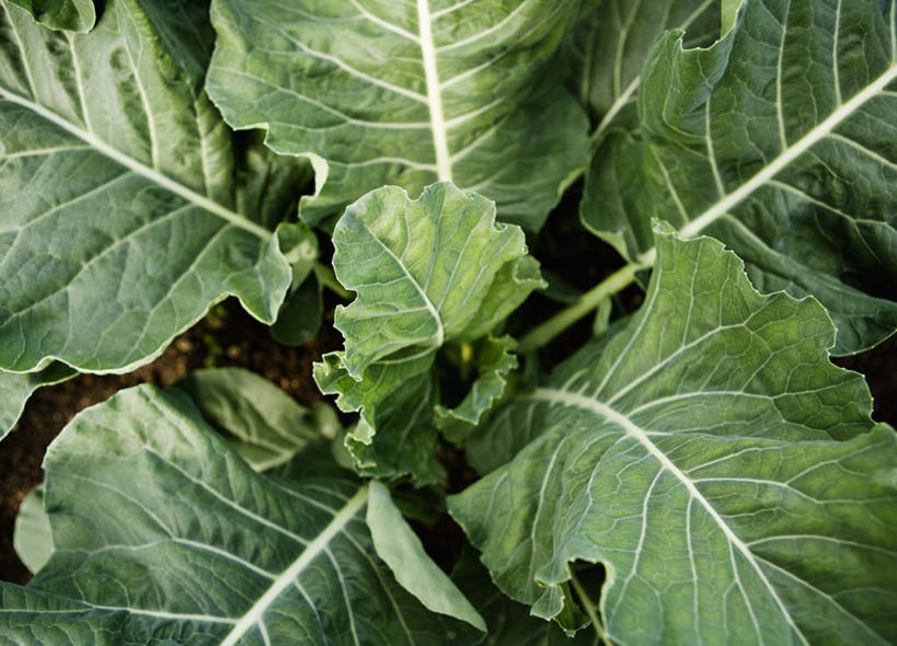 无人,横图,俯视,室外,特写,白天,蔬菜,椰菜,卷心菜,叶子,新鲜,食品,绿叶,食物,嫩叶,甘蓝,有机食品,绿色食品,叶,叶片,结球甘蓝,甘兰,包心菜,彩图,高角度拍摄