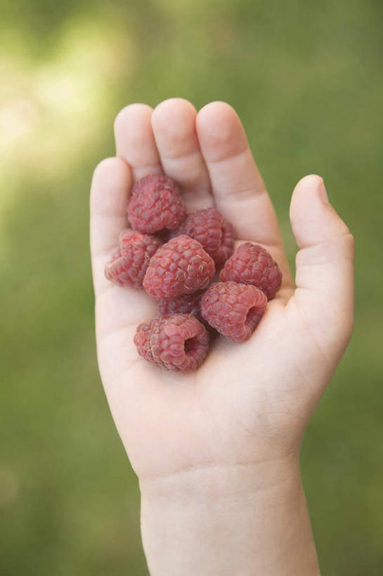 西方人,儿童,手,一个人,捧,竖图,俯视,室外,特写,白天,纯洁,草地,草坪,植物,欧洲,欧洲人,仅一个男性,仅一个人,一堆,许多,阴影,堆叠,堆积,朦胧,模糊,光线,影子,很多,草,小孩,红色,绿色,阳光,仅一个小孩,手部,可爱,童年,童趣,堆,单手,山莓,树莓,三月泡,四月泡,山抛子,刺葫芦,悬钩子,馒头菠,高脚菠,龙船泡,泡儿刺,童真,烂漫,无邪,天真,男孩,男人,男性,白种人,孩子,端,端着,捧着,手捧,半身,彩图,高角度拍摄,男生