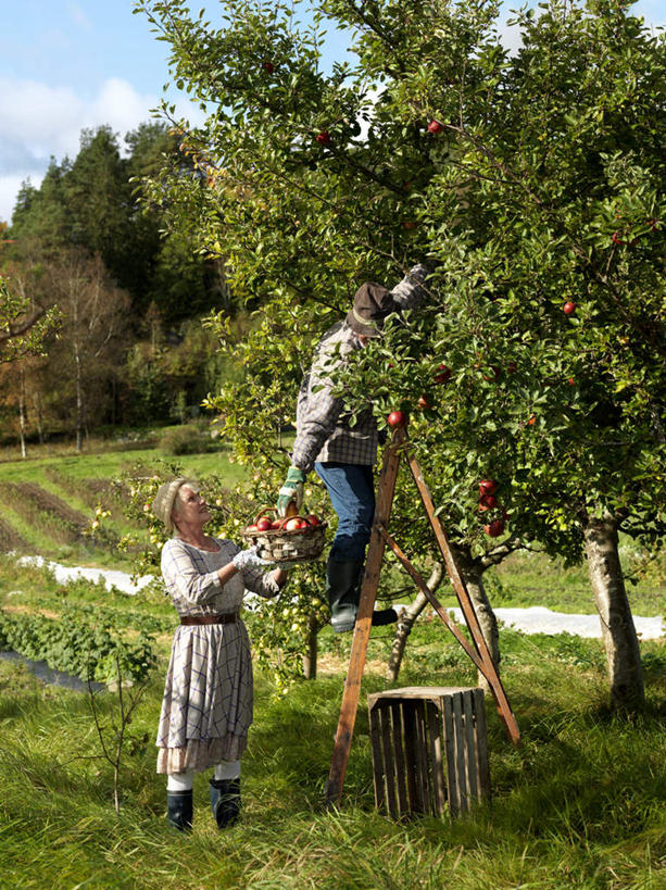 西方人,老年人,两个人,家庭,夫妻,果园,站,攀登,交叉,竖图,室外,白天,侧面,爱情,草地,草坪,田园,植物,竹子,苹果,水果,欧洲,欧洲人,握,竹制,服装,新鲜,编织,篮子,梯子,阶梯,云,云朵,生食,食品,果实,果树,浪漫,拿,云彩,拿着,注视,休闲装,草,树,树木,食物,衣服,蓝色,绿色,白云,蓝天,天空,自然,竹篮,天,观察,看,站着,休闲,温暖,温馨,一家人,休闲服,爬,恩爱,握着,恋人,服饰,有机食品,绿色食品,生长,晴朗,成长,观看,上升,竹条,交织,和睦,察看,竹制品,关注,人字梯,田庄,登高,穿插,园子,老年男性,老年女性,男人,男性,女人,女性,白种人,夫妇,情侣,晴空,攀爬,站立,彩图,全身,伴侣,融洽