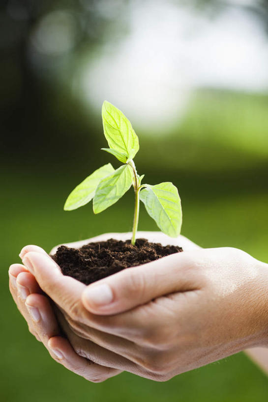 西方人,手,一个人,站,捧,竖图,室外,特写,白天,侧面,草地,草坪,植物,叶子,欧洲,欧洲人,双手,仅一个女性,仅一个人,阴影,朦胧,模糊,光线,影子,泥土,土壤,绿叶,幼苗,草,绿色,阳光,嫩芽,站着,仅一个中年女性,手部,嫩叶,一株,新苗,女人,女性,中年女性,白种人,叶,叶片,端,端着,捧着,手捧,站立,半身,彩图