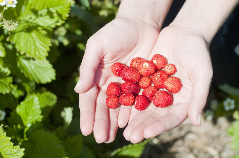 西方人,手,一个人,农田,农场,捧,横图,俯视,室外,特写,白天,庄稼,农作物,植物,草莓,浆果,水果,欧洲,欧洲人,双手,仅一个年轻女性,仅一个女性,仅一个人,一堆,许多,堆叠,堆积,朦胧,模糊,新鲜,生食,食品,果实,食物,红色,绿色,自然,手部,有机食品,绿色食品,生长,成长,堆,年轻女性,女人,女性,白种人,洋莓,水果皇后,红莓,地莓,端,端着,捧着,手捧,半身,彩图,高角度拍摄,耕地,庄稼田