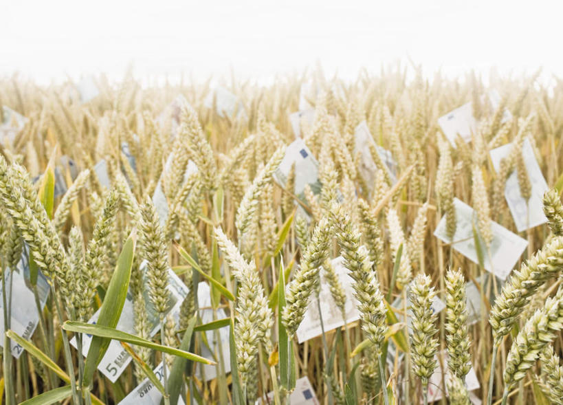 无人,农田,横图,室外,白天,正面,旅游,度假,钱,庄稼,农作物,美景,英国,欧洲,许多,阴影,丰收,朦胧,模糊,散落,光线,钱币,影子,景观,欧元,麦田,娱乐,英格兰,黄色,天空,阳光,自然,天,享受,休闲,景色,放松,钞票,金融,纸币,收获,经济,西欧,自然风光,大不列颠,流通,纸钞,贸易,大不列颠及北爱尔兰联合王国,大不列颠联合王国,日不落英帝国,英吉利,诺坦普顿,货币,现金,彩图,耕地,庄稼田