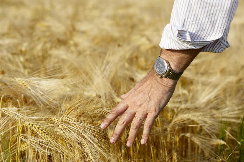 西方人,手,一个人,农田,站,摸,横图,室外,特写,白天,衬衫,庄稼,农作物,欧洲,欧洲人,仅一个男性,仅一个人,仅一个中年男性,抚摸,阴影,时间,光线,时钟,手表,影子,麦田,计时,背面,阳光,钟表,站着,手部,表,单手,腕表,男人,男性,中年男性,白种人,钟,触摸,接触,站立,半身,彩图,衬衣,耕地,庄稼田